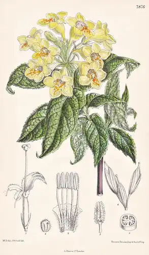 Diervilla Middendorffiana. Tab 7876 - Japan / Pflanze Planzen plant plants / flower flowers Blume Blumen / bot