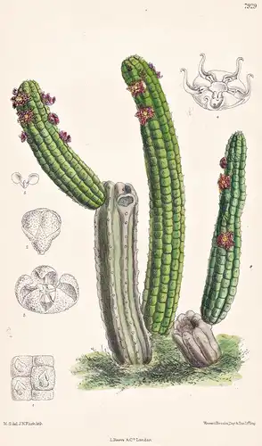Echidnopsis Somalensis. Tab 7929 - Somalia / Kaktus cactus / Pflanze Planzen plant plants / flower flowers Blu