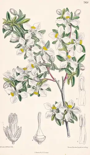 Fendlera Rupicola. Tab 7924 - North America Nordamerika / Pflanze Planzen plant plants / flower flowers Blume