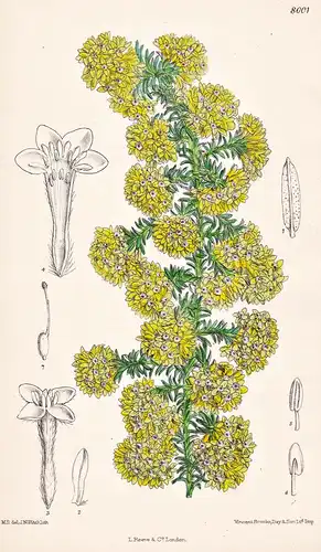 Gnidia Polystachya. Tab 8001 - South Africa Südafrika / Pflanze Planzen plant plants / flower flowers Blume Bl