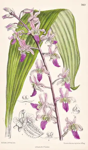 Lissochilus Purpuratus. Tab 7921 - Africa Afrika / Pflanze Planzen plant plants / flower flowers Blume Blumen