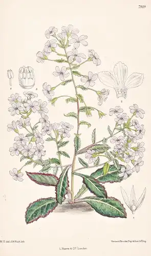Lysimachia Crispidens. Tab 7919 - China / Pflanze Planzen plant plants / flower flowers Blume Blumen / botanic