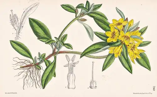 Lysimachia Henryi. Tab 7961 - China / Pflanze Planzen plant plants / flower flowers Blume Blumen / botanical B