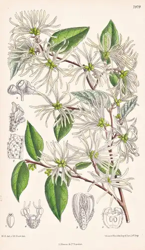 Loropetalum Chinense. Tab 7979 - India Indien China / Pflanze Planzen plant plants / flower flowers Blume Blum