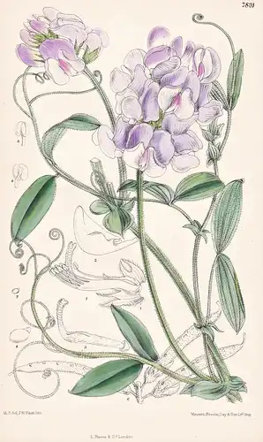 Lathyrus Pubescens. Tab 7891 - South America Südamerika / Pflanze Planzen plant plants / flower flowers Blume