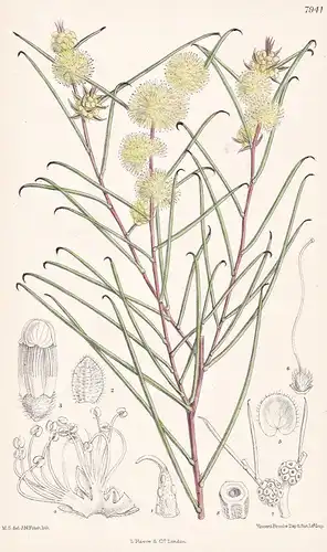 Melaleuca Uncinata. Tab 7941 - Australia Australien / Pflanze Planzen plant plants / flower flowers Blume Blum