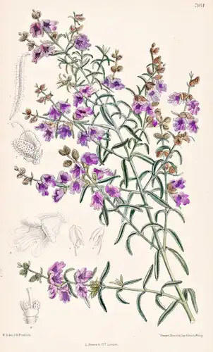 Prostanthera Denticulata. Tab 7934 - Australia Australien / Pflanze Planzen plant plants / flower flowers Blum