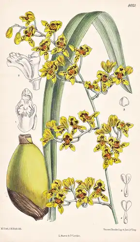 Odontoglossum Ramulosum. Tab 8031 - Colombia Kolumbien / Orchidee orchid / Pflanze Planzen plant plants / flow