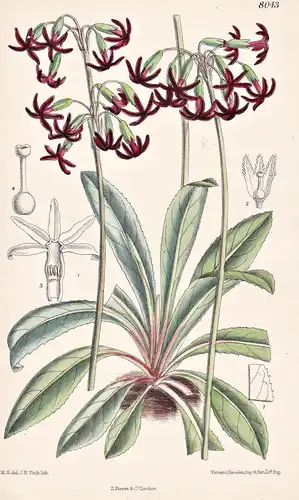 Primula Tangutica. Tab 8043 - China / Pflanze Planzen plant plants / flower flowers Blume Blumen / botanical B