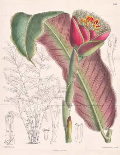 Amomum Hemisphaericum. Tab 7592 - Java / Pflanze Planzen plant plants / flower flowers Blume Blumen / botanica