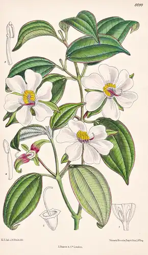 Blakea Gracilis. Tab 8099 - Costa Rica / Pflanze Planzen plant plants / flower flowers Blume Blumen / botanica