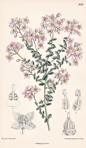 Boronia Fastigiata. Tab 8089 - Australia Australien / Pflanze Planzen plant plants / flower flowers Blume Blum
