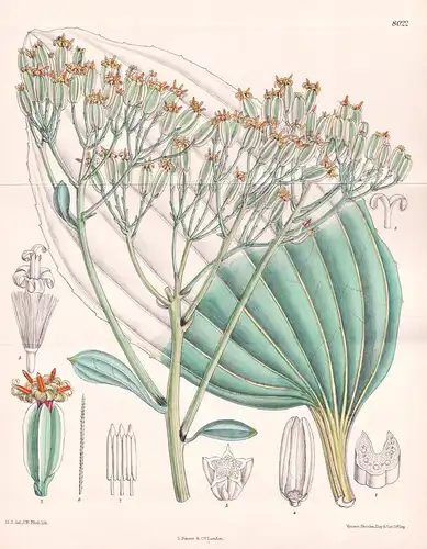 Cacalia Tuberosa. Tab 8022 - North America Nordamerika / Pflanze Planzen plant plants / flower flowers Blume B