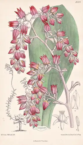 Cotyledon Davensis. Tab 8104 - Pflanze Planzen plant plants / flower flowers Blume Blumen / botanical Botanik