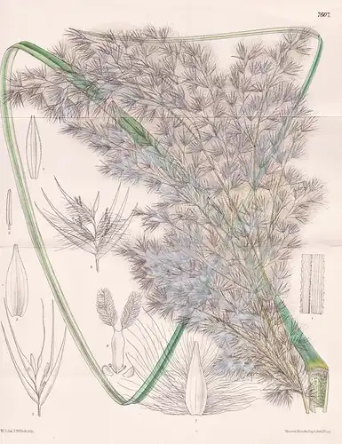 Cortaderia Jubata. Tab 7607 - The Andes Anden / Pflanze Planzen plant plants / flower flowers Blume Blumen / b
