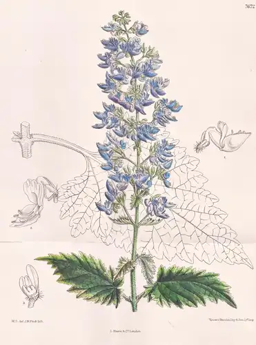 Coleus Thyrsoideus. Tab 7672 - Africa Afrika / Pflanze Planzen plant plants / flower flowers Blume Blumen / bo