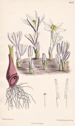 Colchicum Crociflorum. Tab 8055 - Turkestan / Pflanze Planzen plant plants / flower flowers Blume Blumen / bot