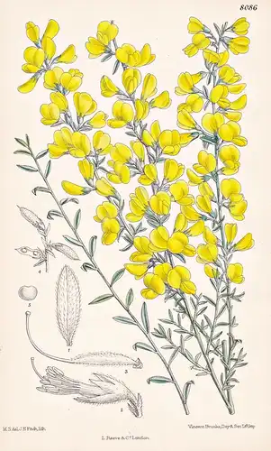 Genista Cinerea. Tab 8086 - Mediterranean Region Mittelmeerraum / Pflanze Planzen plant plants / flower flower