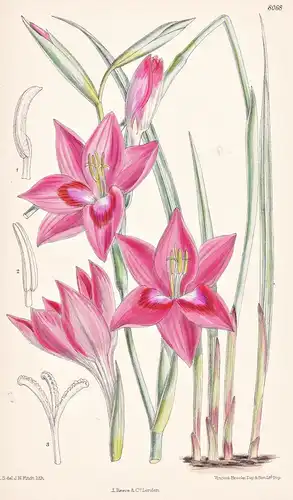 Gladiolus Carmineus. Tab 8068 - South Africa Südafrika / Pflanze Planzen plant plants / flower flowers Blume B