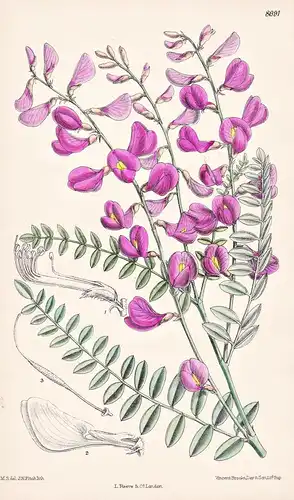 Hedysarum Multijugum, var. Apiculatum. Tab 8091 - Asia Asien / Pflanze Planzen plant plants / flower flowers B