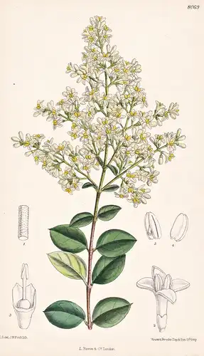 Ligustrum Strongylophyllum. Tab 8069 - China / Pflanze Planzen plant plants / flower flowers Blume Blumen / bo