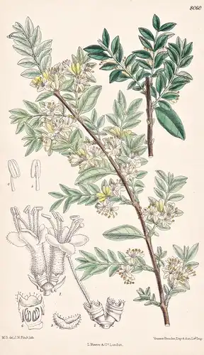 Lonicera Pileata. Tab 8060 - China / Pflanze Planzen plant plants / flower flowers Blume Blumen / botanical Bo