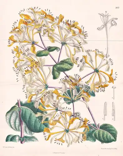 Lonicera Etrusca, var. Superba. Tab 7977 - Mediterranean Region Mittelmeerraum / Pflanze Planzen plant plants