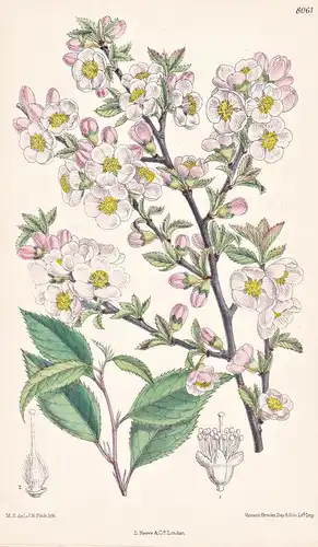 Prunus Triloba. Tab 8061 - China / Pflanze Planzen plant plants / flower flowers Blume Blumen / botanical Bota