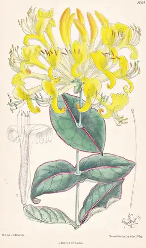 Lonicera Tragophylla. Tab 8064 - China / Pflanze Planzen plant plants / flower flowers Blume Blumen / botanica