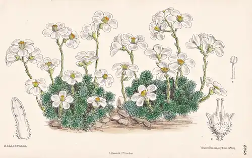 Saxifraga Scardica. Tab 8058 - Balkan / Pflanze Planzen plant plants / flower flowers Blume Blumen / botanical