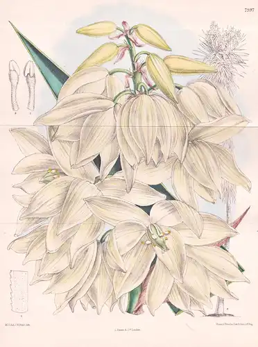 Yucca Guatemalensis. Tab 7997 - America Amerika / Pflanze Planzen plant plants / flower flowers Blume Blumen /