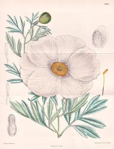 Romneya Trichocalyx. Tab 8002 - California Kalifornien / Pflanze Planzen plant plants / flower flowers Blume B