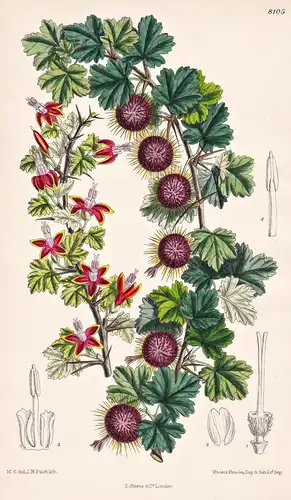 Ribes Cruentum. Tab 8105 - America Amerika / Pflanze Planzen plant plants / flower flowers Blume Blumen / bota