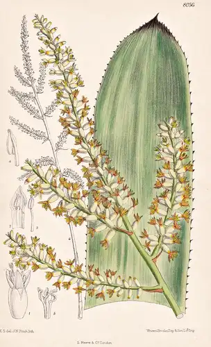 Wittmackia Lingulata. Tab 8056 - West Indies / Pflanze Planzen plant plants / flower flowers Blume Blumen / bo