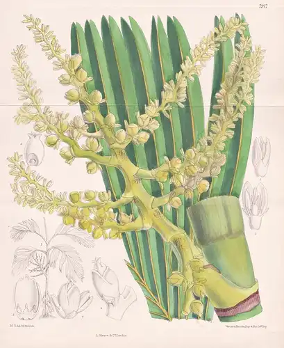 Areca Micholitzii. Tab 7917 - New Guinea Neuguinea / Pflanze Planzen plant plants / flower flowers Blume Blume