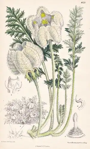 Caiophora Coronata. Tab 8125 - The Andes Anden / Pflanze Planzen plant plants / flower flowers Blume Blumen /