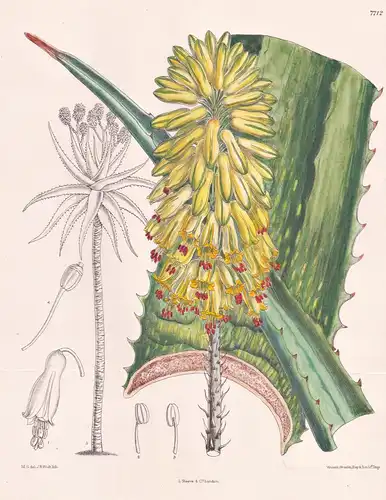 Aloe Abyssinica. Tab 7712 - Abyssinia Abessinien / Pflanze Planzen plant plants / flower flowers Blume Blumen