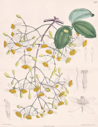 Clematis Meyeniana. Tab 7897 - China / Pflanze Planzen plant plants / flower flowers Blume Blumen / botanical