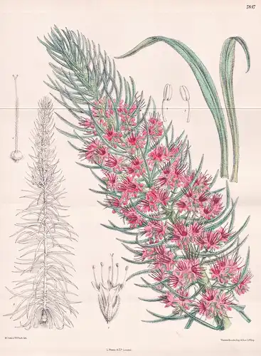 Echium Wildpretii. Tab 7847 - Canary Islands Kanarische Inseln / Pflanze Planzen plant plants / flower flowers