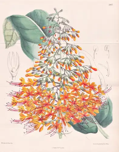 Clerodendron Myrmecophila. Tab 7887 - Singapore Singapur / Pflanze Planzen plant plants / flower flowers Blume