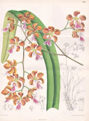 Epidendrum Osmanthum. Tab 7792 - Brasil Brazil Brasilien / Orchidee orchid / Pflanze Planzen plant plants / fl
