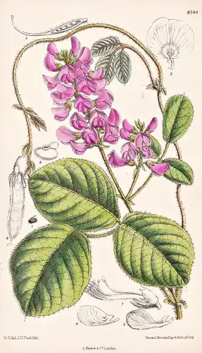 Kennedya Retrorsa. Tab 8144 - Australia Australien / Pflanze Planzen plant plants / flower flowers Blume Blume