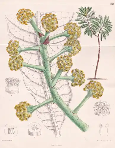 Meryta Denhami. Tab 7927 - New Caledonia / Pflanze Planzen plant plants / flower flowers Blume Blumen / botani