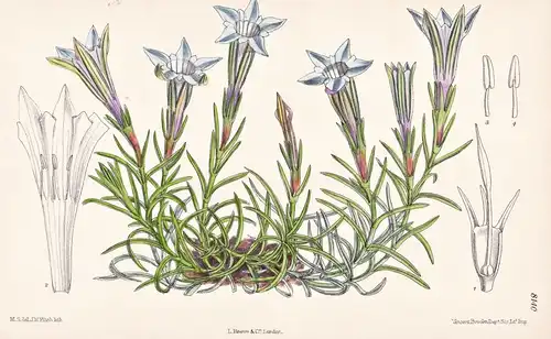 Gentiana Ornata. Tab 8140 - Himalaya / Pflanze Planzen plant plants / flower flowers Blume Blumen / botanical