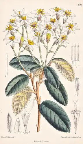 Olearia Speciosa. Tab 8118 - Australia Australien / Pflanze Planzen plant plants / flower flowers Blume Blumen
