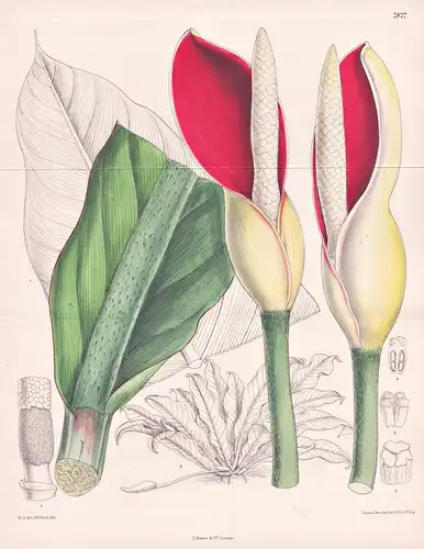 Philodendron Calophyllum. Tab 7827 - Brasil Brazil Brasilien Guiana / Pflanze Planzen plant plants / flower fl