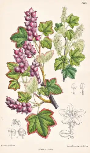 Ribes Mogollonicum. Tab 8120 - America Amerika / Pflanze Planzen plant plants / flower flowers Blume Blumen /