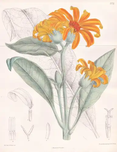 Wyethia Mollis. Tab 7772 - California Kalifornien / Pflanze Planzen plant plants / flower flowers Blume Blumen
