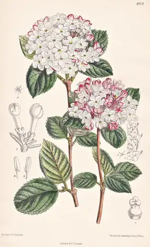 Viburnum Carlesii. Tab 8114 - Corea Korea / Pflanze Planzen plant plants / flower flowers Blume Blumen / botan