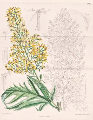 Senecio Tanguticus. Tab 7912 - China / Pflanze Planzen plant plants / flower flowers Blume Blumen / botanical